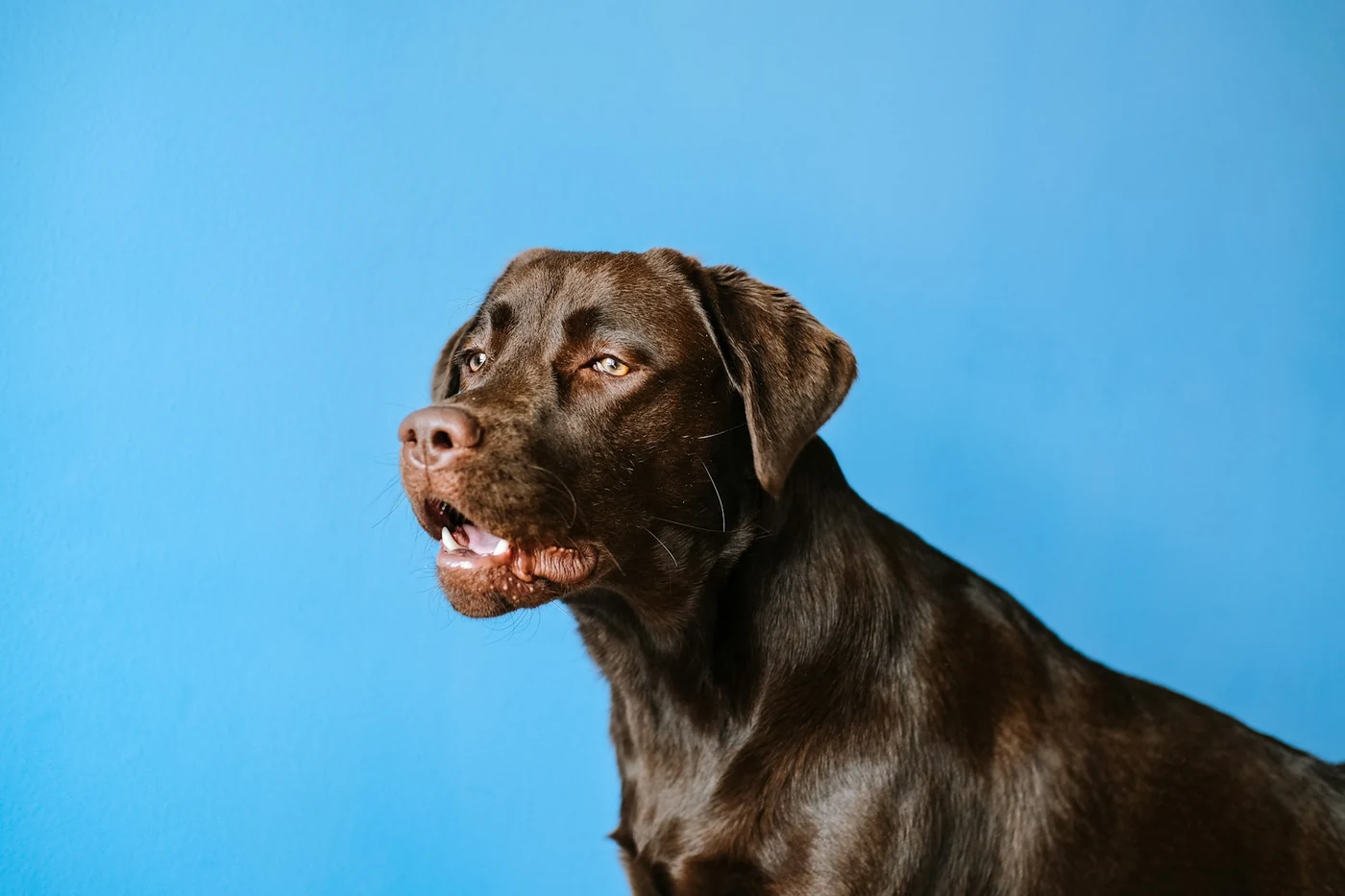 Brązowy labrador na niebieskim tle