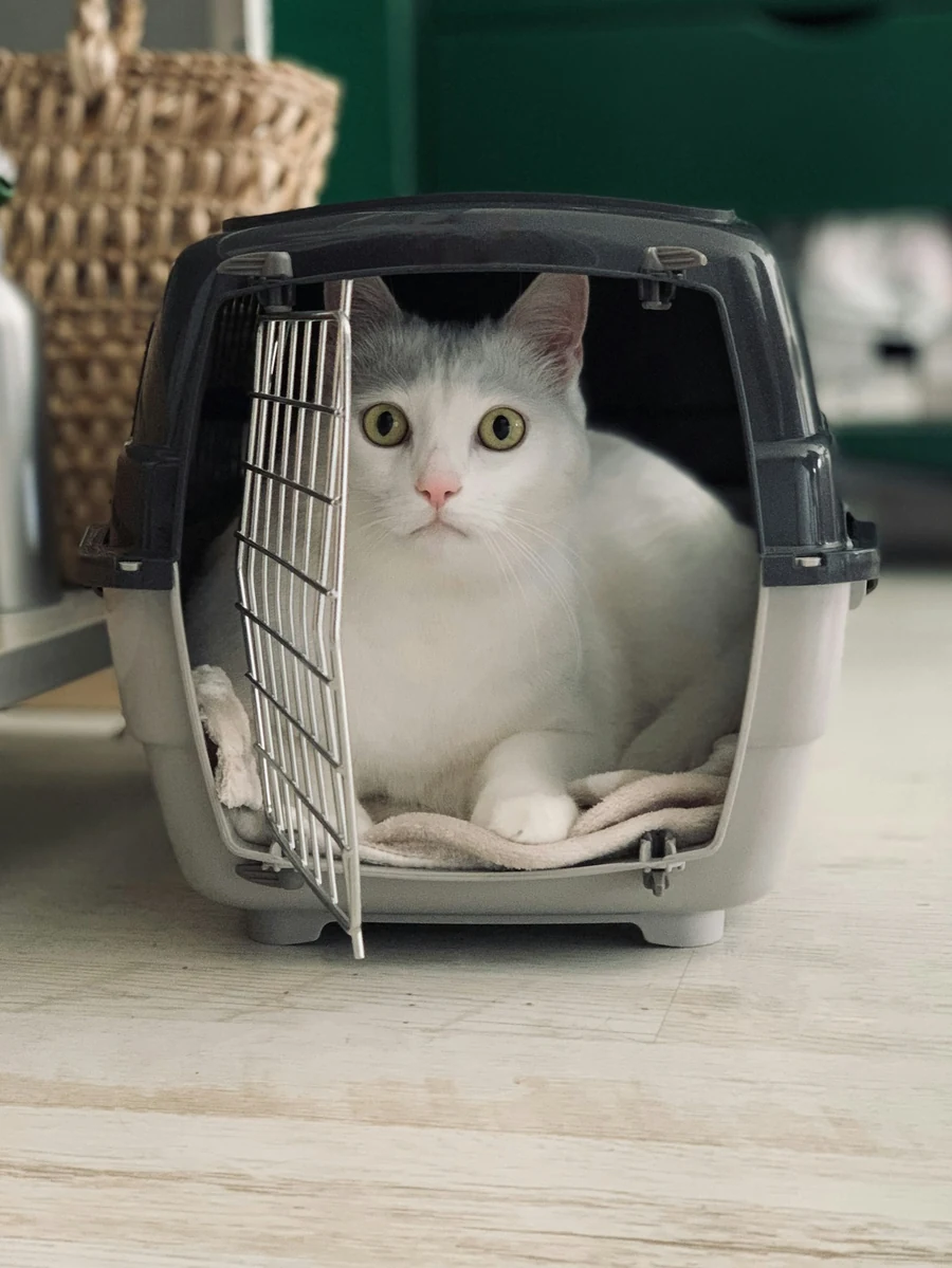 Biały kot w szarym transporterze